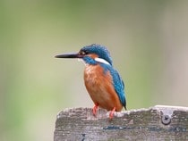 Fond d'écran Les Oiseaux - Un Martin-pêcheur