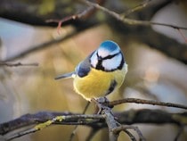 Fond d'écran Les Oiseaux - Une Mésange bleue