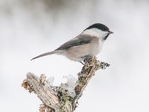 Fond d'écran Les Oiseaux - Une mésange boréale