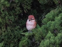 Fond d'écran Les Oiseaux - Un drôle d'oiseau roux