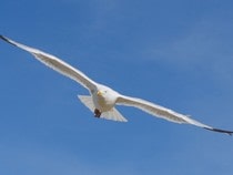 Fond d'écran Les Oiseaux - Une mouette