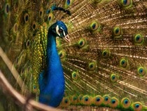 Fond d'écran Les Oiseaux - Un paon bleu