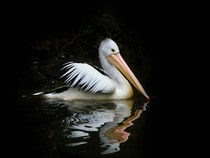 Fond d'écran Les Oiseaux - Un pélican sur l'eau