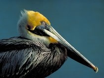 Fond d'écran Les Oiseaux - Un pélican