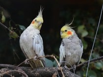 Fond d'écran Les Oiseaux - Des perruches calopsittes
