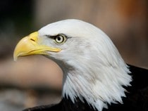 Fond d'écran Les Oiseaux - Un Pygargue à tête blanche