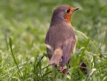 Fond d'écran Les Oiseaux - Un rouge-gorge