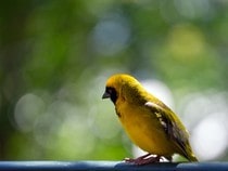 Fond d'écran Les Oiseaux - Un Tisserin jaune