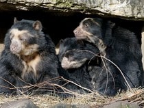 Fond d'écran Les Ours - Une famille d'ours à lunettes