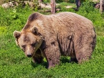 Fond d'écran Les Ours - Un ours brun
