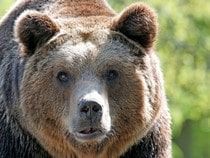 Fond d'écran Les Ours - Tête d'ours brun