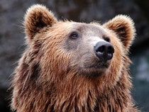 Fond d'écran Les Ours - Un ours brun en gros plan