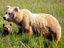 Fond d'écran Les Ours - Maman et bébé Ours
