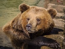 Fond d'écran Les Ours - Un ours dans l'eau