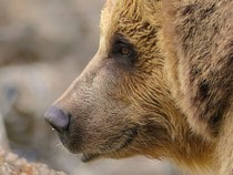 Fond d'écran Les Ours - Tête d'un ours grizzly