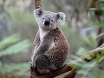 Fond d'écran Les Ours - Un koala assis sur une branche
