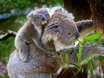 Fond d'écran Les Ours - Maman koala et son petit