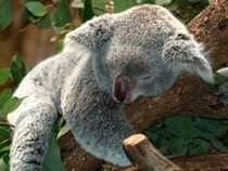 Fond d'écran Les Ours - Un koala qui dort