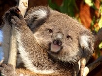 Fond d'écran Les Ours - Tête de koala