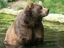 Fond d'écran Les Ours - Un ours kodiak