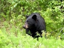 Fond d'écran Les Ours - Un ours noir