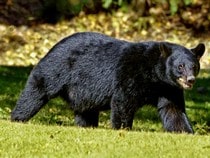Fond d'écran Les Ours - Un ours noir en balade