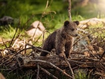 Fond d'écran Les Ours - Un ourson brun