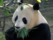 Fond d'écran Les Ours - Panda et bambou