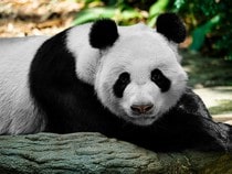 Fond d'écran Les Ours - Un panda noir et blanc