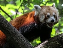 Fond d'écran Les Ours - Un panda roux