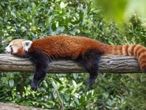 Fond d'écran Les Ours - La sieste du panda roux