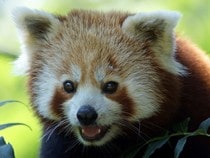 Fond d'écran Les Ours - Tête de panda roux
