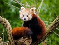 Fond d'écran Les Ours - Un panda roux dans un arbre
