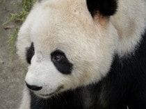 Fond d'écran Les Ours - Tête de panda