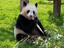 Fond d'écran Les Ours - Un panda noir et blanc