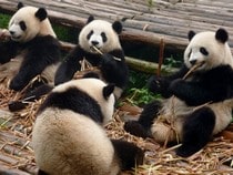 Fond d'écran Les Ours - Groupe de pandas