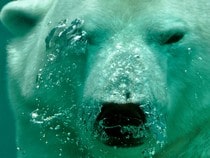 Fond d'écran Les Ours - Ours polaire sous l'eau