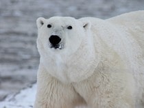 Fond d'écran Les Ours - Un ours polaire