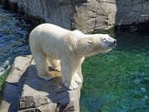 Fond d'écran Les Ours - Un ours polaire