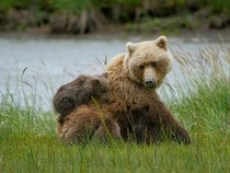 Fond d'écran Les Ours - Maman ourse et bébé ourson