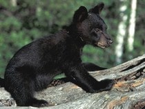 Fond d'écran Les Ours - Un ourson noir