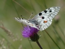 Fond d'écran Les Papillons - Un papillon Apollo