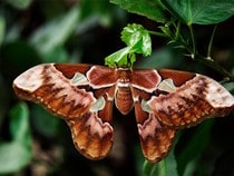 Fond d'écran Les Papillons - Un papillon Attacus de l'Atlas