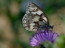 Fond d'écran Les Papillons - Un papillon blanc marbré