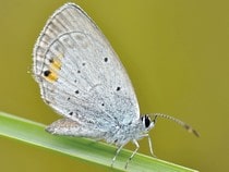 Fond d'écran Les Papillons - Un papillon blanc