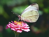 Fond d'écran Les Papillons - Un papillon blanc sur une fleur rose
