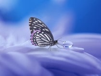 Fond d'écran Les Papillons - Papillon sur une fleur bleue