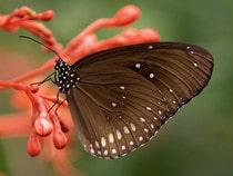 Fond d'écran Les Papillons - Un papillon Euploea core