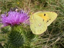 Fond d'écran Les Papillons - Un papillon Citron