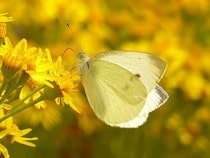 Fond d'écran Les Papillons - Fleurs et Papillon-citron